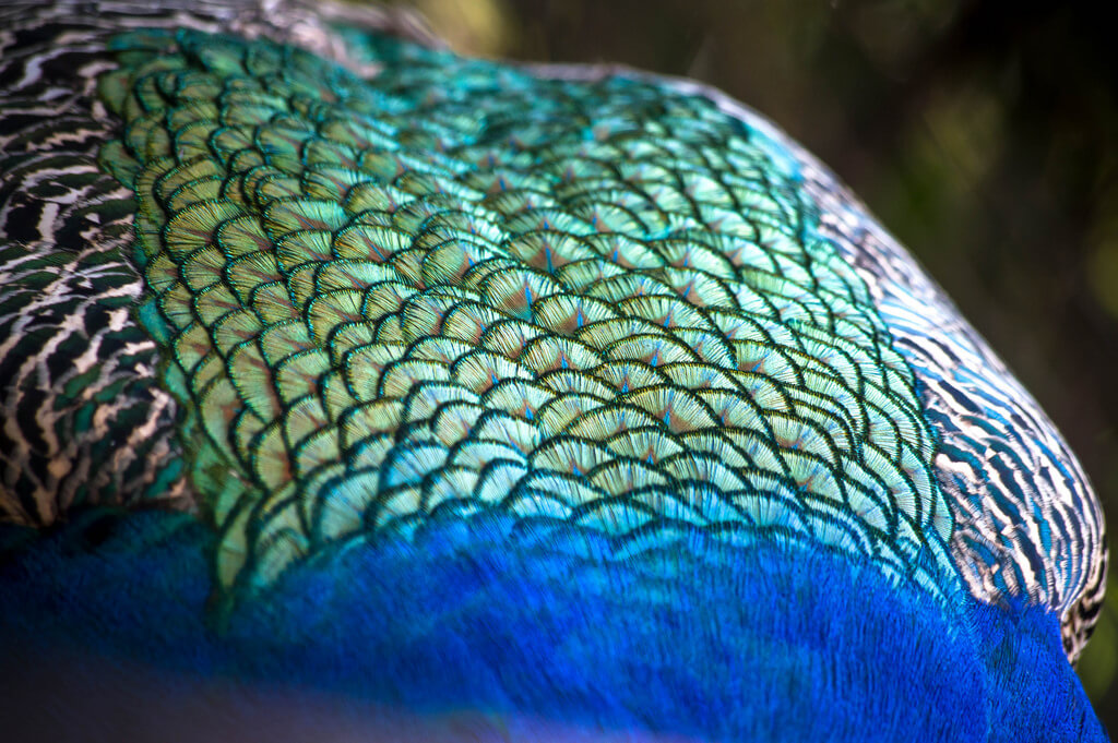 Marco Verch - Peacock body feathers