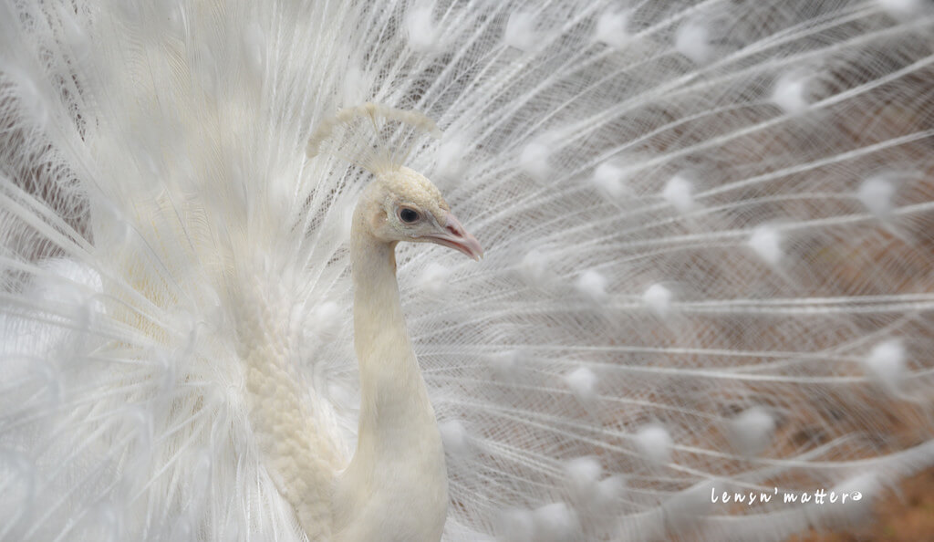 lensnmatter - the white peacock!