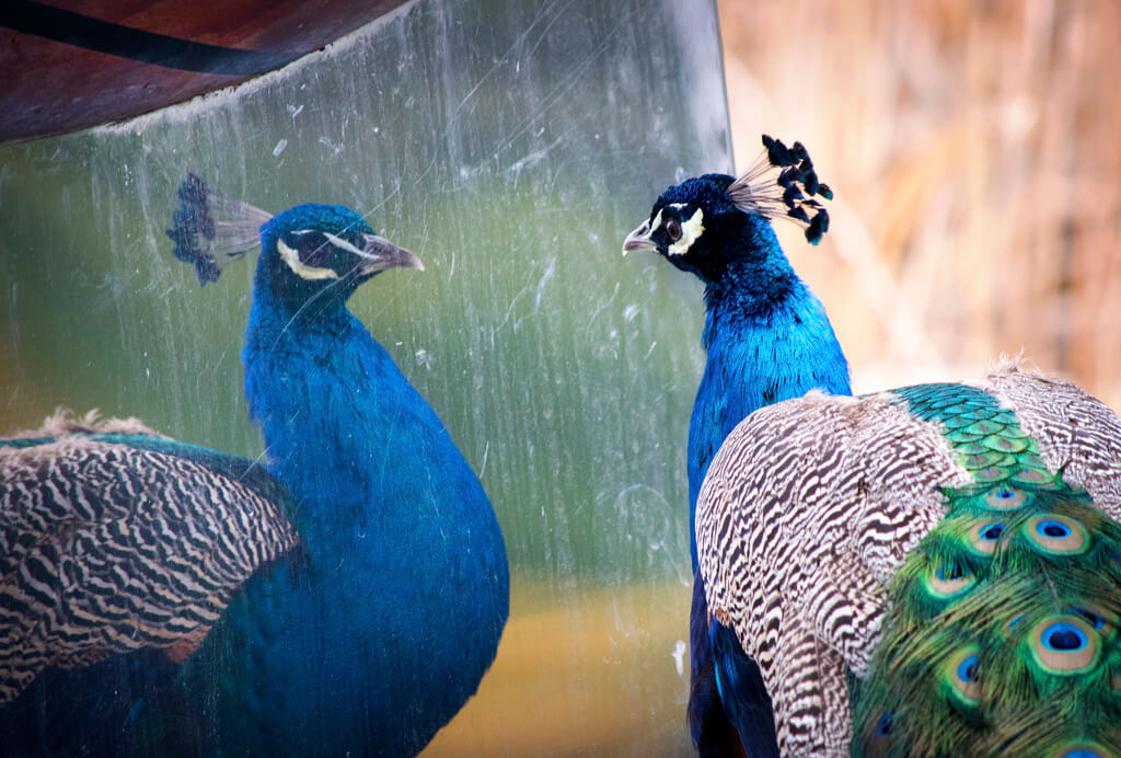 Alexander Day - peacock reflection