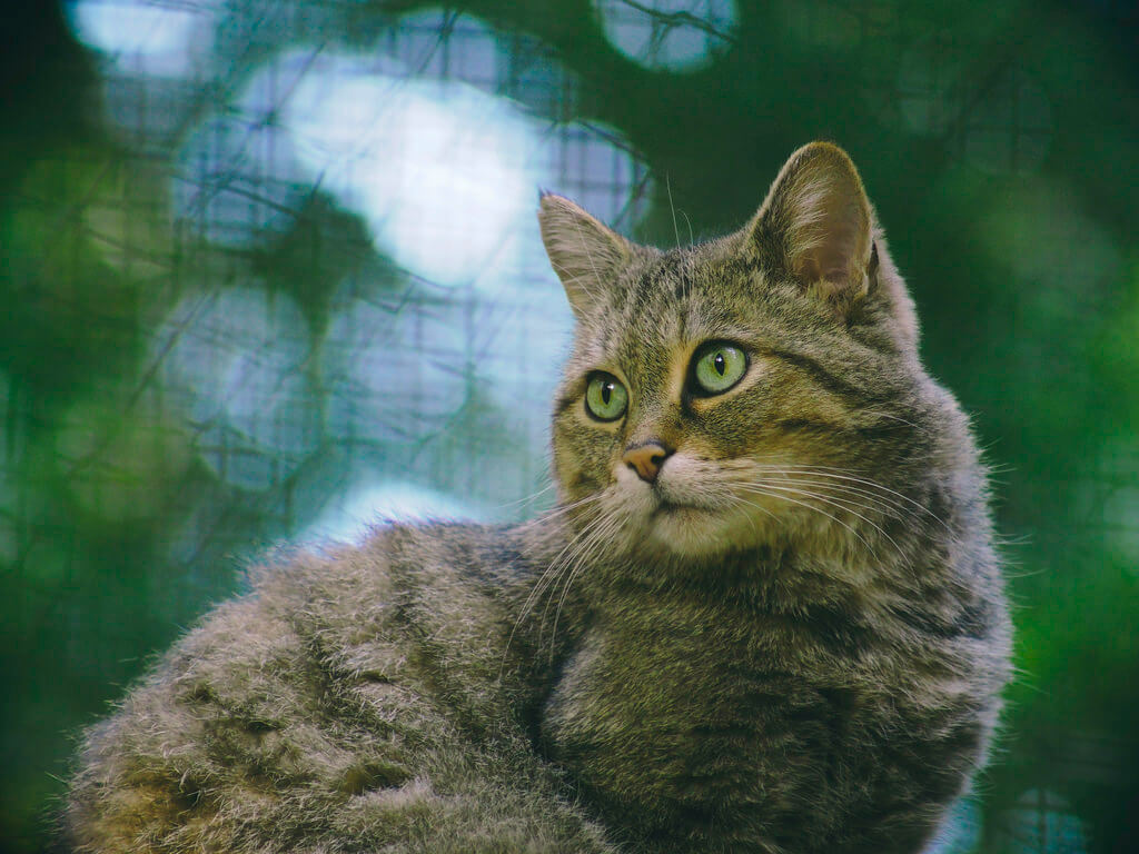 Torsten Behrens - Cat Bokeh - Schleswig-Holstein - Germany