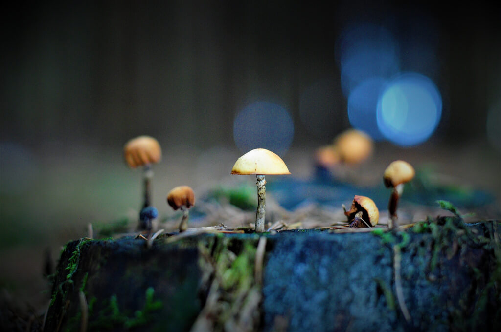 Bastian_Schmidt - bokeh mushrooms