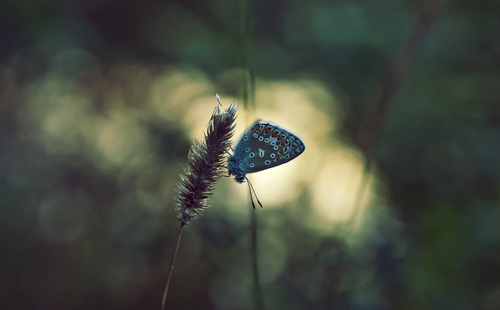 Gabriel Caparó - bokeh butterfly