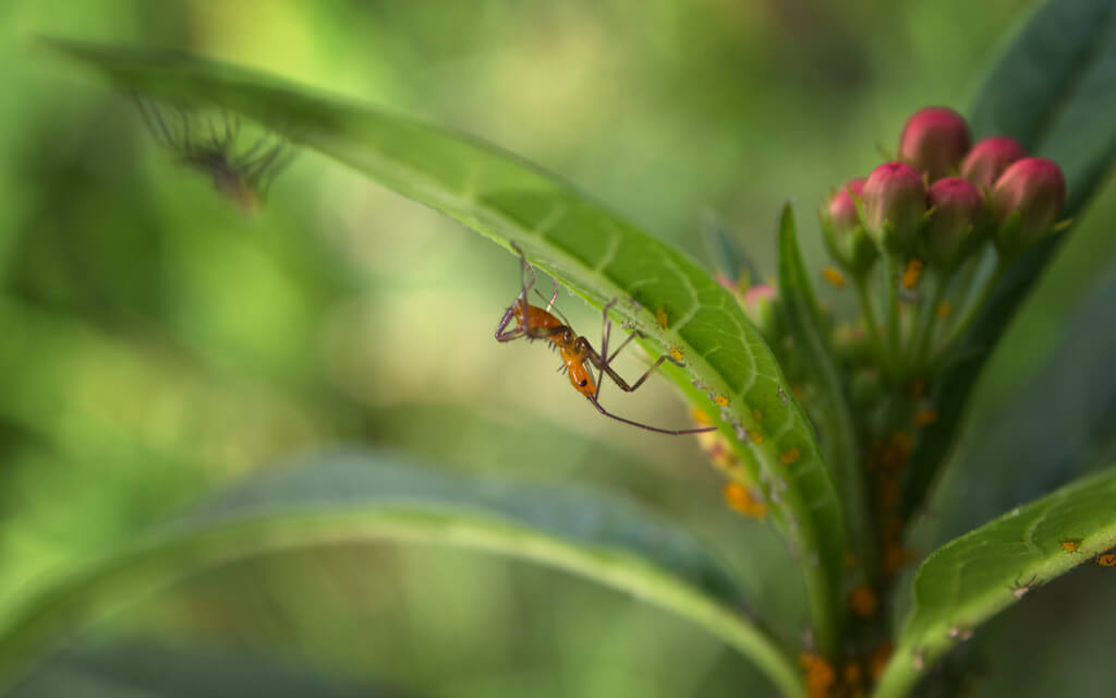 Anne Worner - ant bokeh