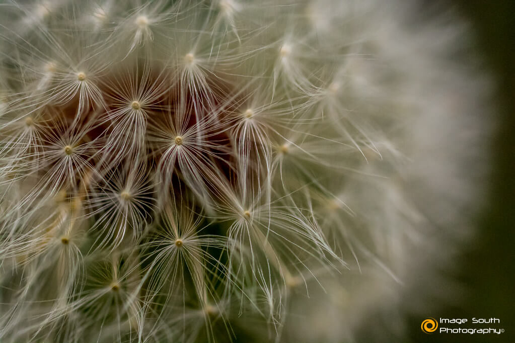 Image South Photography - Dandelion