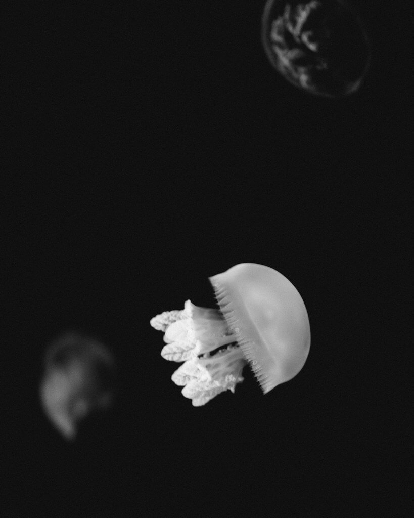 Linus Wärn - Jellyfish Singapore Aquarium