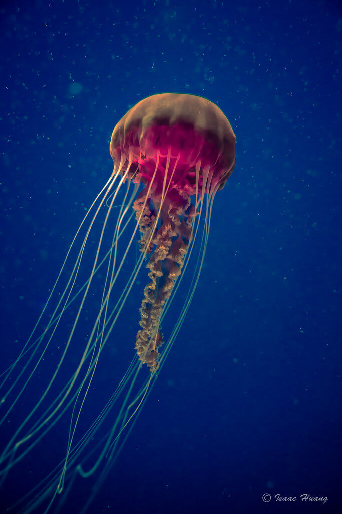 Isaac H.. - Jellyfish