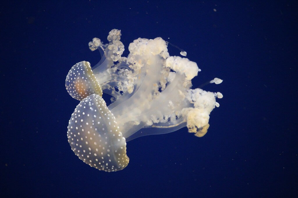 Chad Sparkes - Jelly-Fish glowing