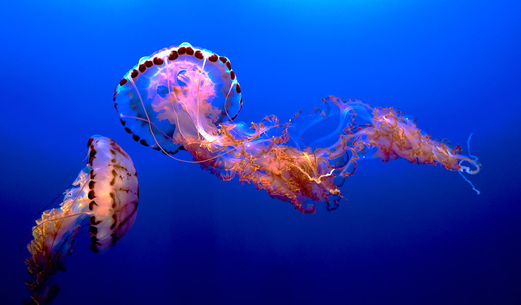 Pedro Szekely - Medusa, Monterey Aquarium, California