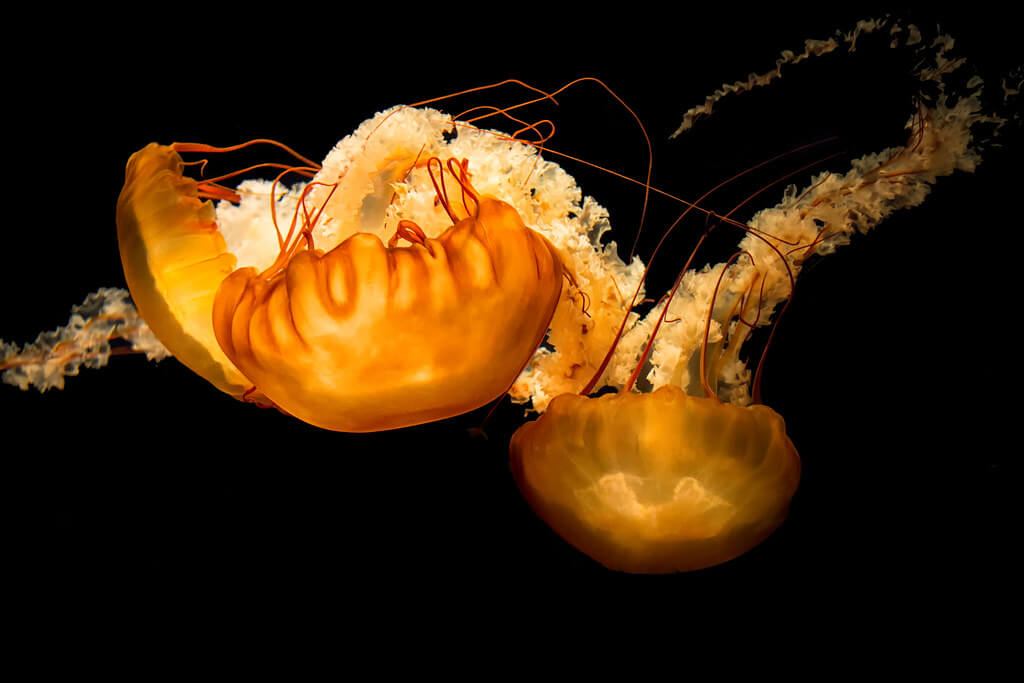 Ray in Manila - Chrysaora Fuscescens (Pacific Sea Nettle)