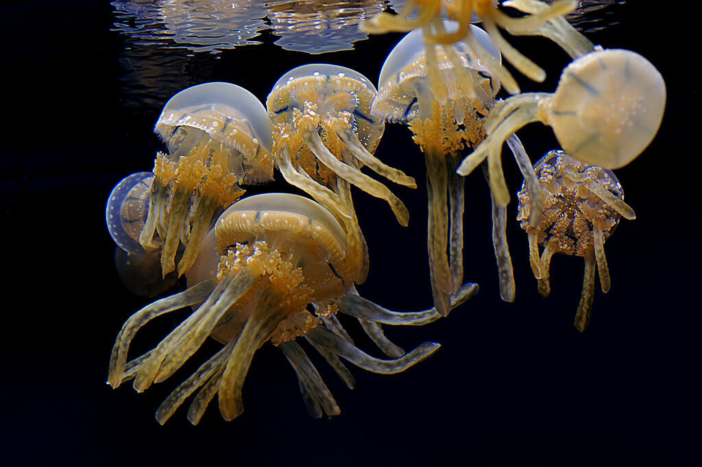 Bernard Spragg. NZ - Lagoon Jelly fish