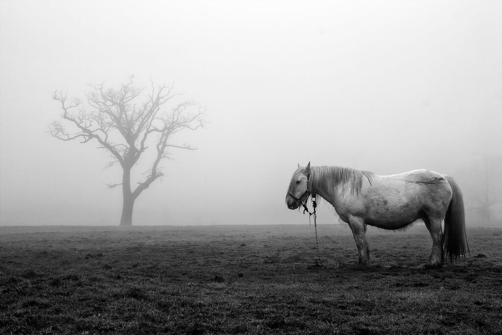 James Drury - tree, fog, horse