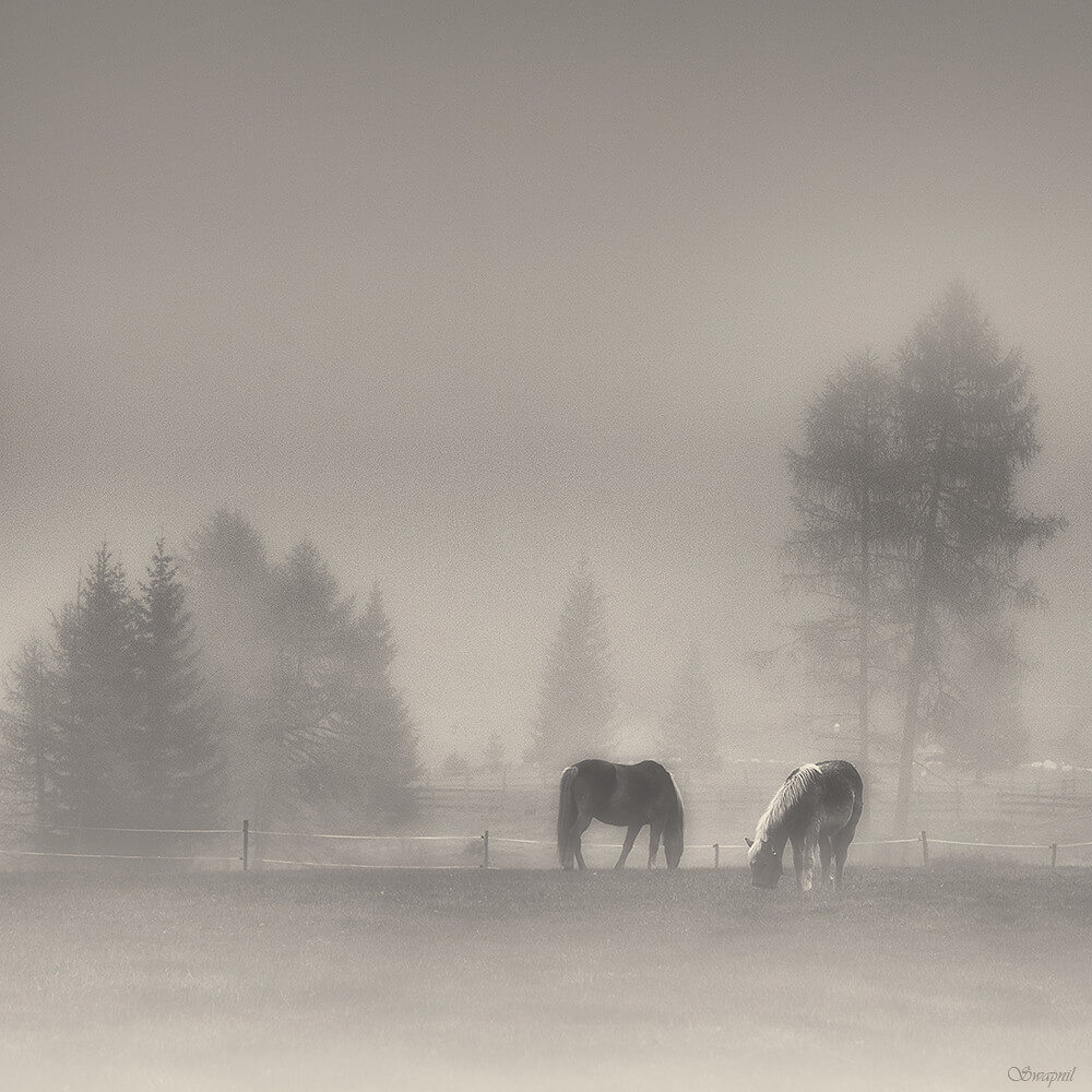 swapnil deshpande - horses, mist, trees and snow