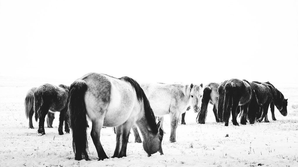 Shirren Lim - Mongolian horses