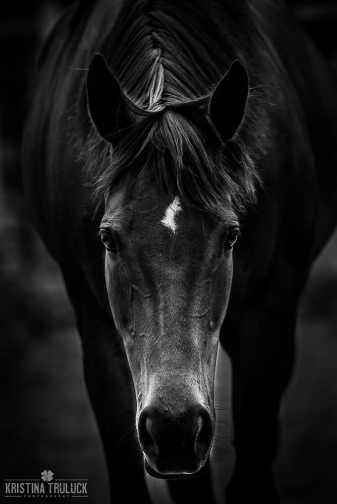 Kristina Truluck - black and white horse