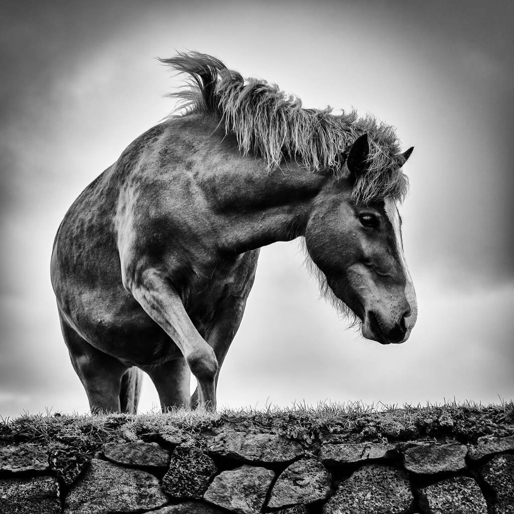 Andy Farmer - Icelandic Horse