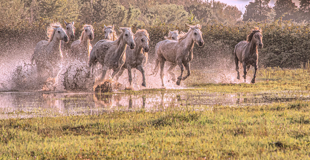 LENORE HOLT-DARCY - Carmargue Horses