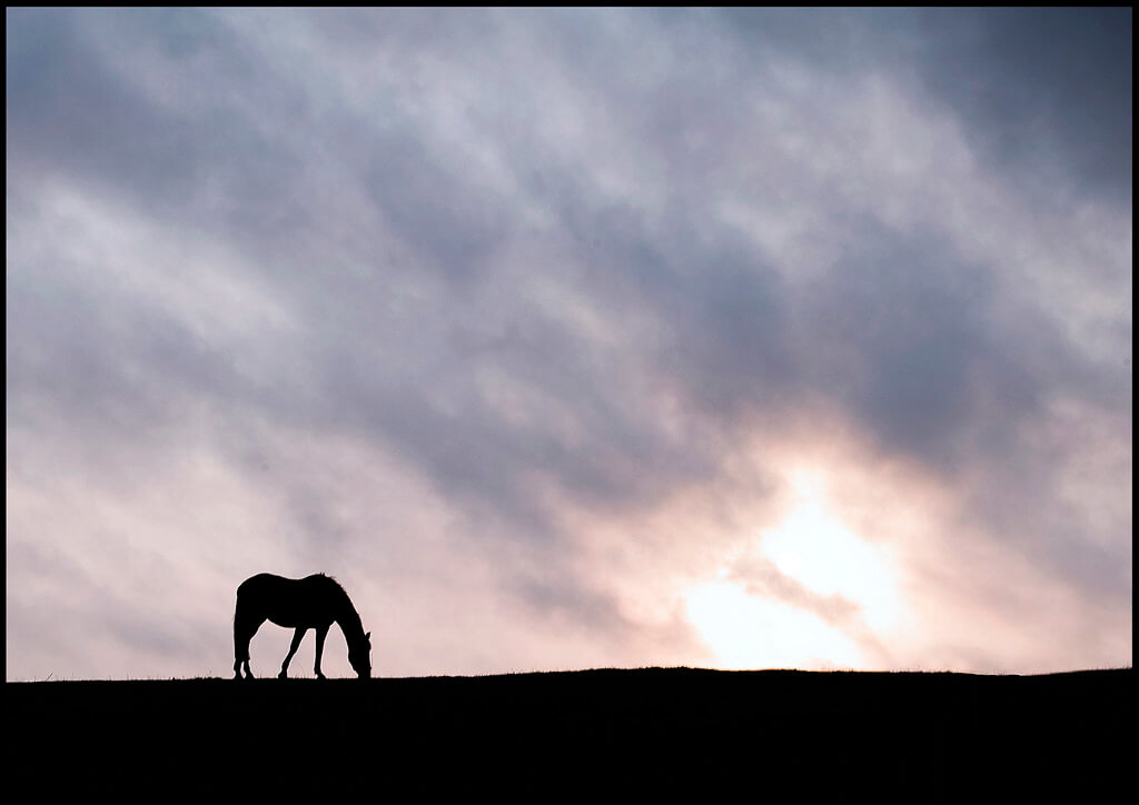 fraser price - horse silhouette