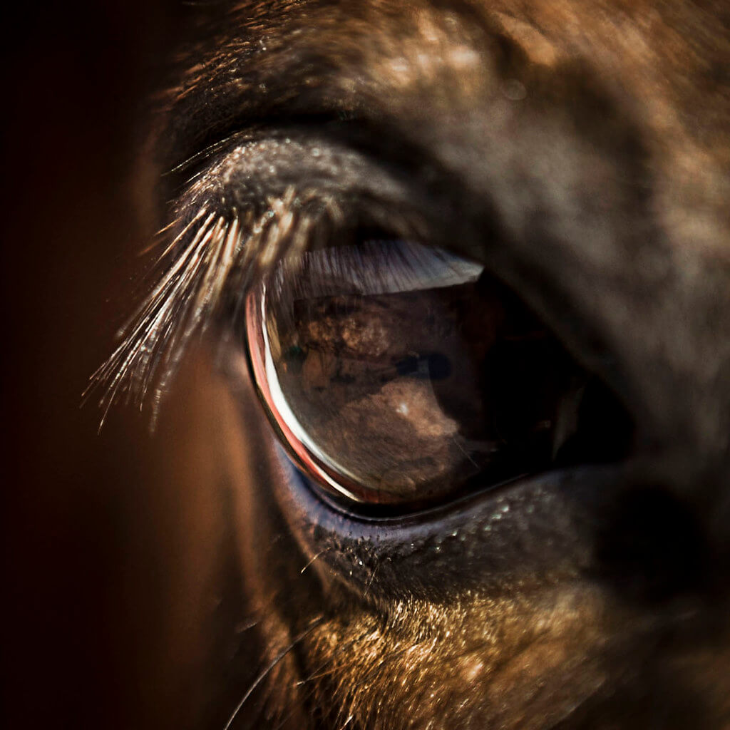 A W - eye of a horse