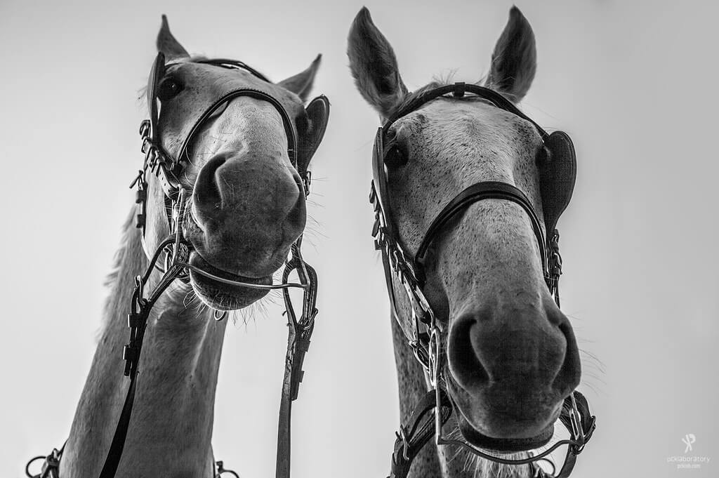 Yane Naumoski - black and white horses