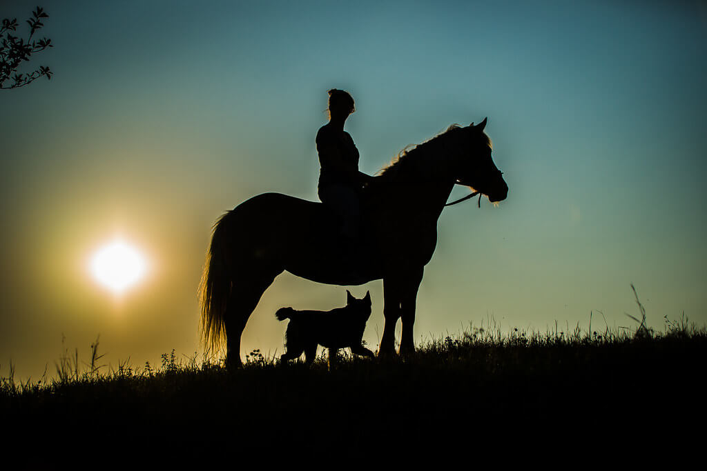 Bernie - horse and dog silhouette