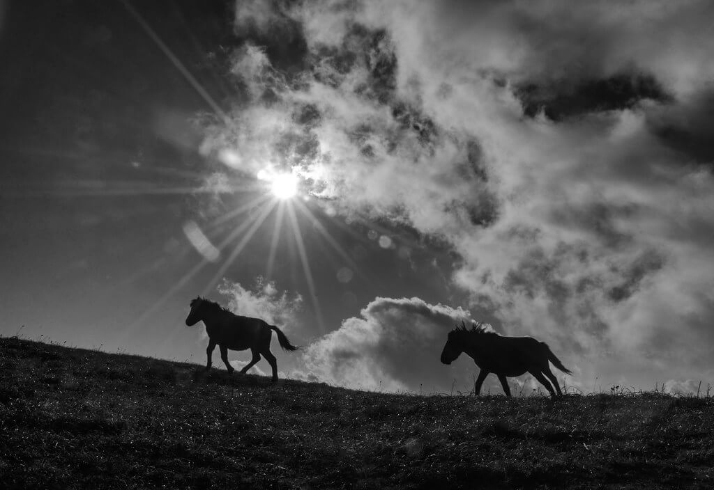 Arijit Adhikary - horse silhouettes