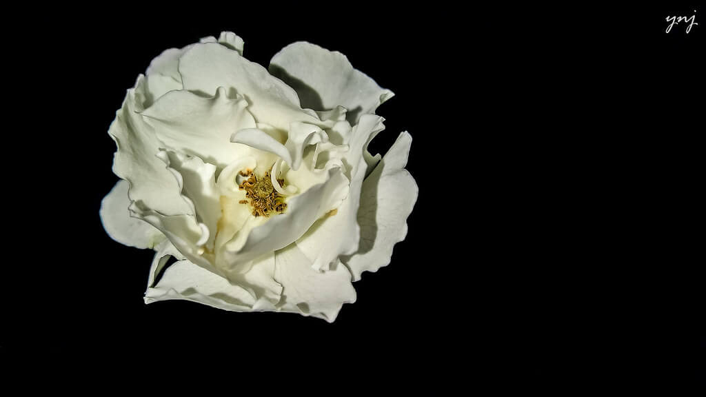 Yogendra Joshi - White Rose