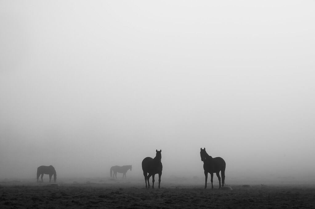 Nathalie - horses in the mist