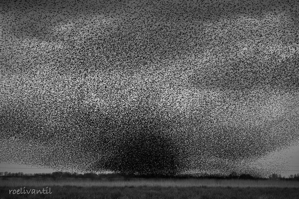 Roeli Til - 
 spreeuwen / starlings in Friesland