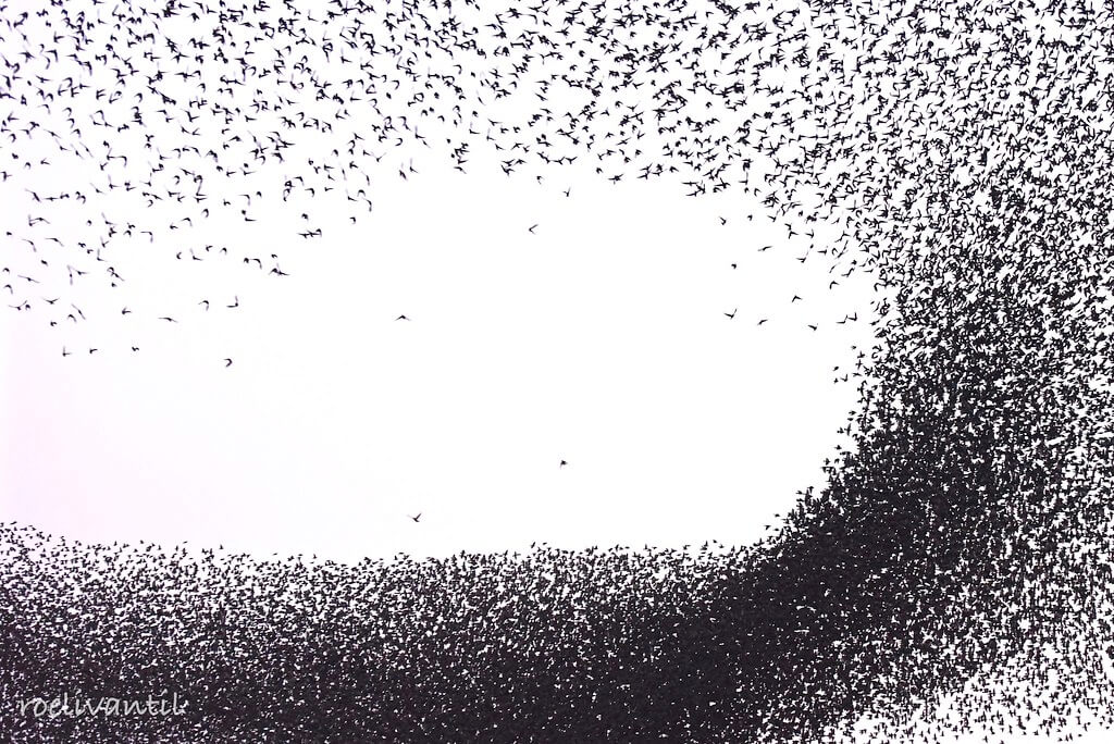 Spreeuwen/Starlings