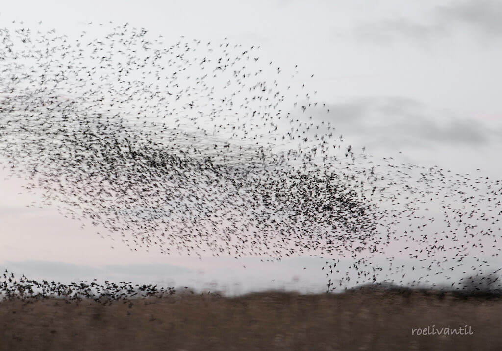 Roeli Til - 
 spreeuwen / starlings in Friesland