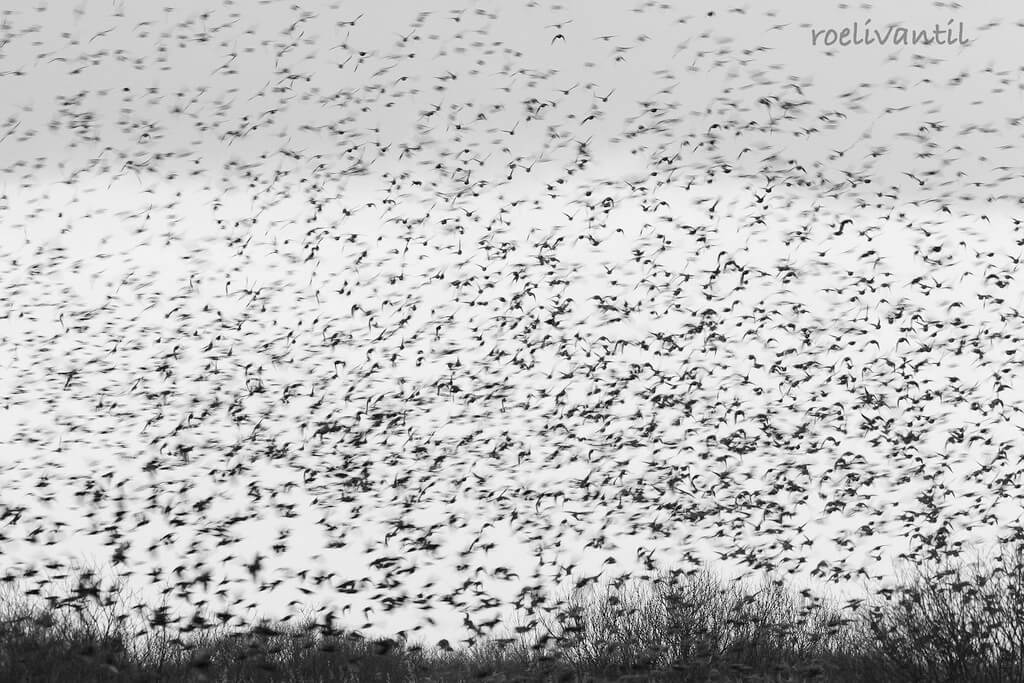 Roeli Til - 
 spreeuwen / starlings in Friesland