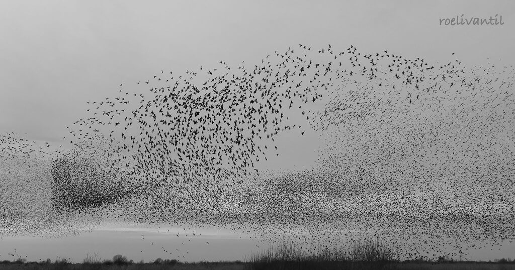 Roeli Til - 
 spreeuwen / starlings in Friesland