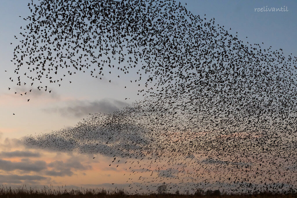 Roeli Til - 
 spreeuwen / starlings in Friesland