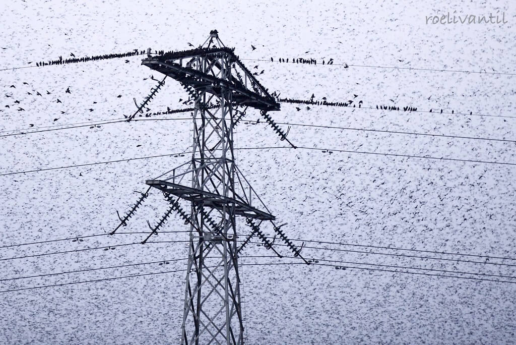 Roeli Til - 
 spreeuwen / starlings in Friesland