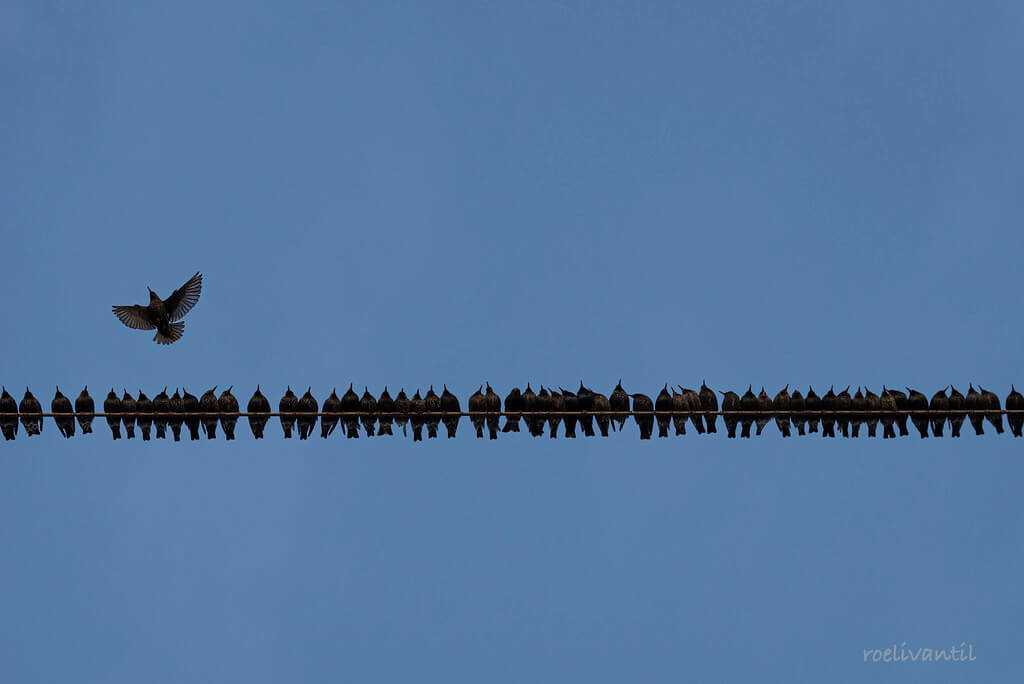 Roeli Til - 
 spreeuwen / starlings in Friesland