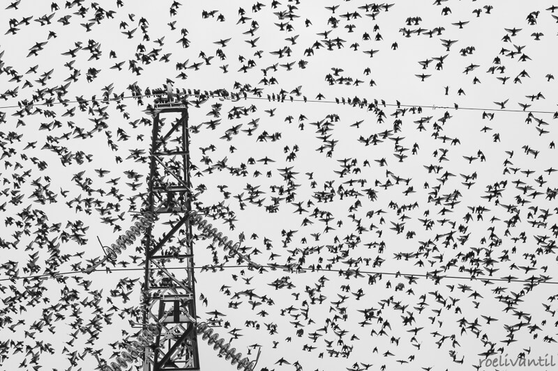 Roeli Til - 
 spreeuwen / starlings in Friesland