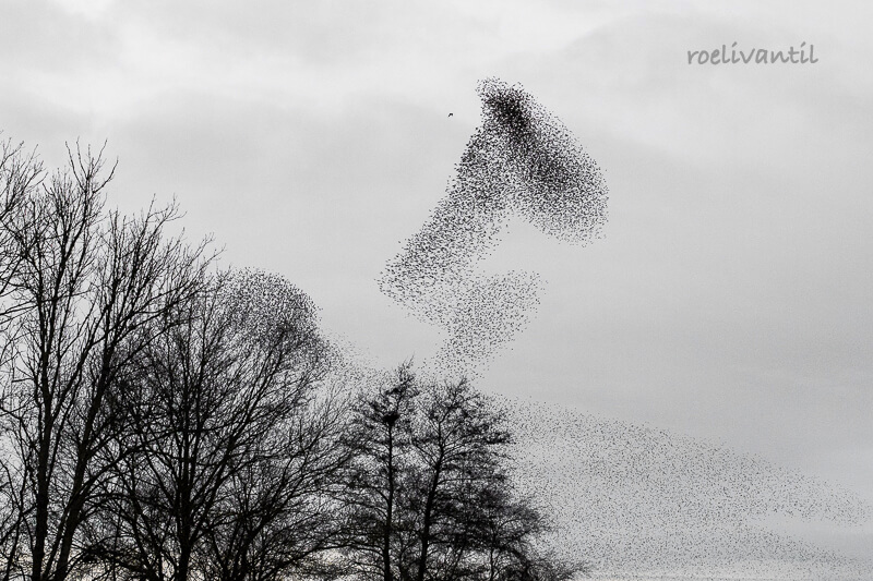 Roeli Til - 
 spreeuwen / starlings in Friesland