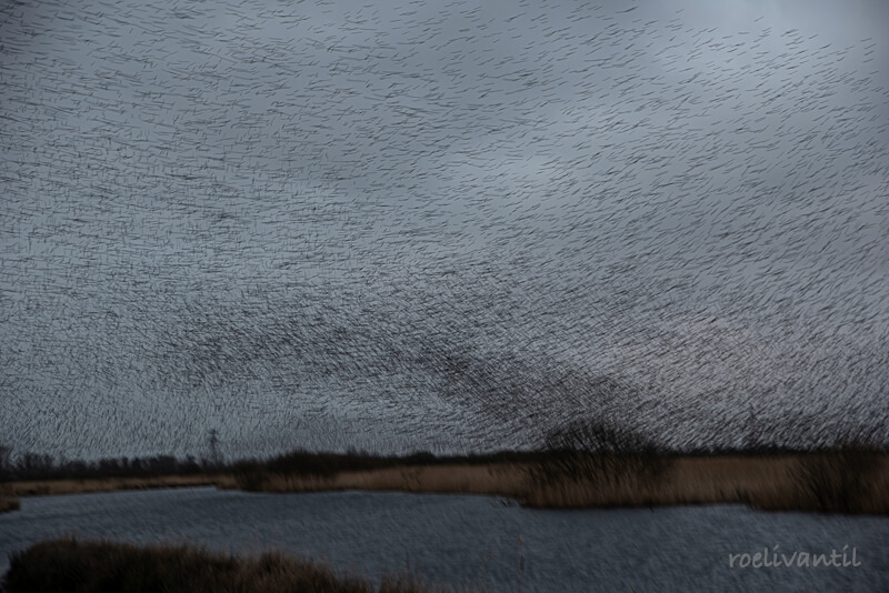 Roeli Til - 
 spreeuwen / starlings in Friesland