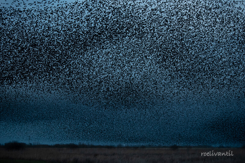 Roeli Til - 
 spreeuwen / starlings in Friesland