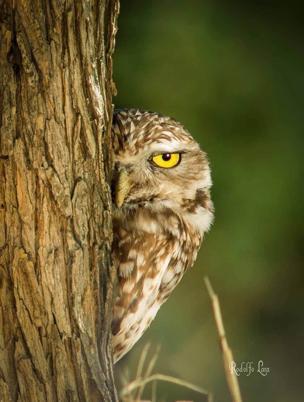 Rodolfo Lara de la Fuente - Owl