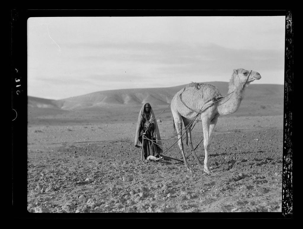 Bedouin women ploughing with a camel