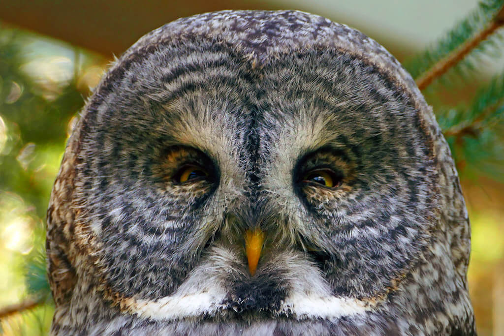 Bernard Spragg. NZ - Great Grey Owl - Strix nebulosa