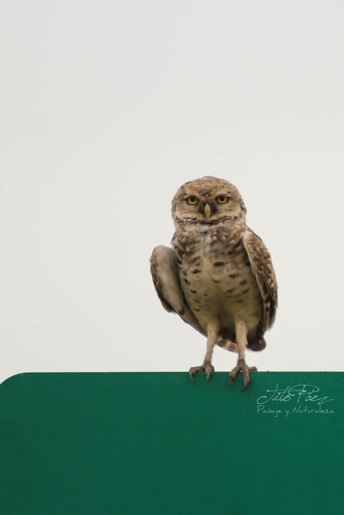 Gerardo Tito Paez - A Burrowing Owl