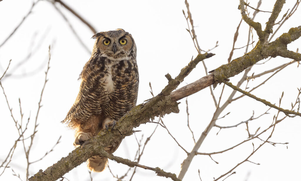 Becky Matsubara - Great Horned Owl