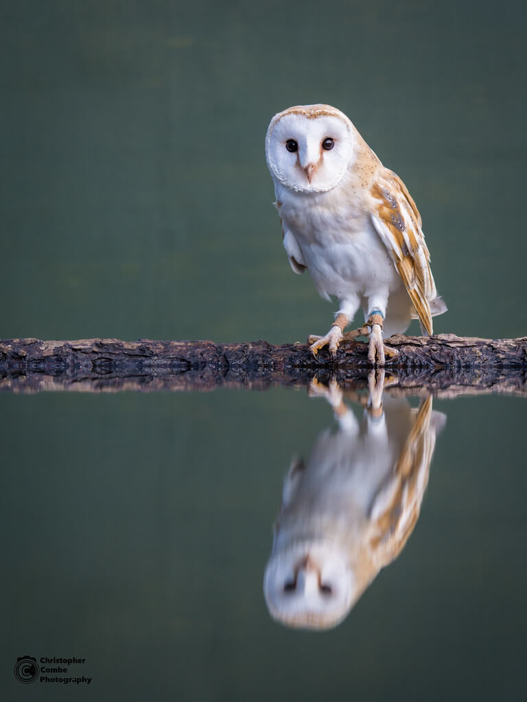 Chris Combe - Owl Reflection