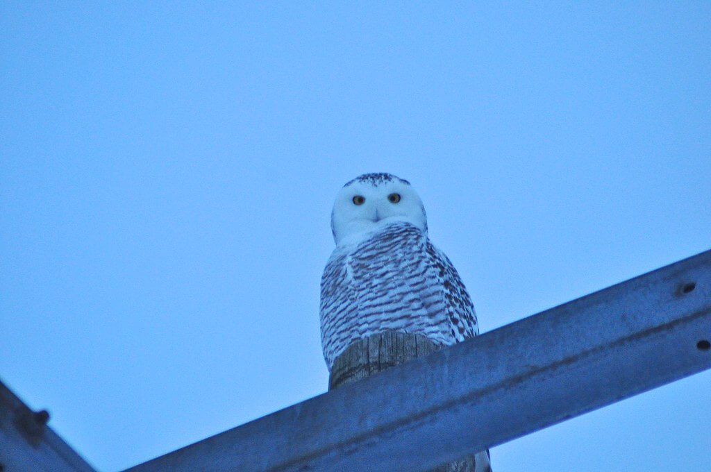 ethan gosnell2 - Snowy Owl female