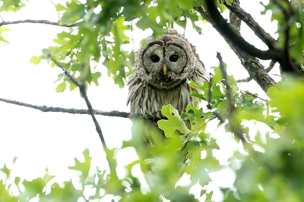 Wes Edens - owl in tree