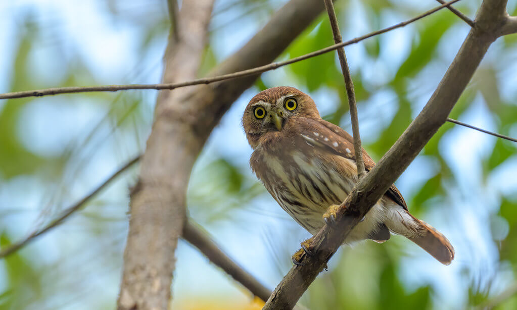 Becky Matsubara - Ferruginous Pygmy-Owl