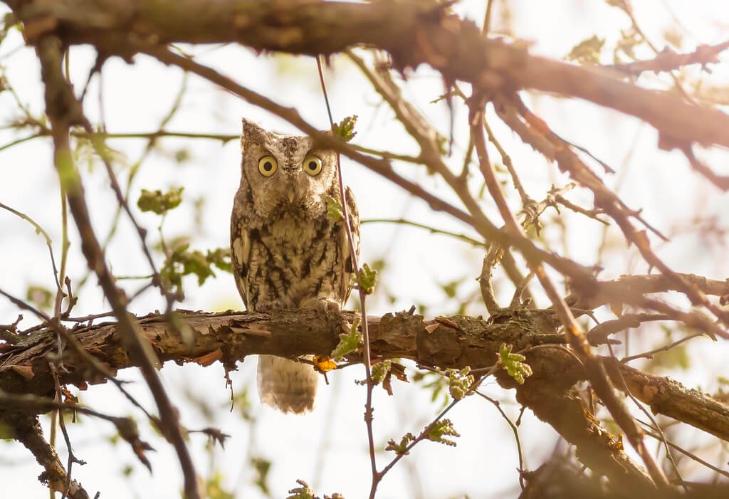 TroyMarcyPhotography - Eastern Screech-Owl