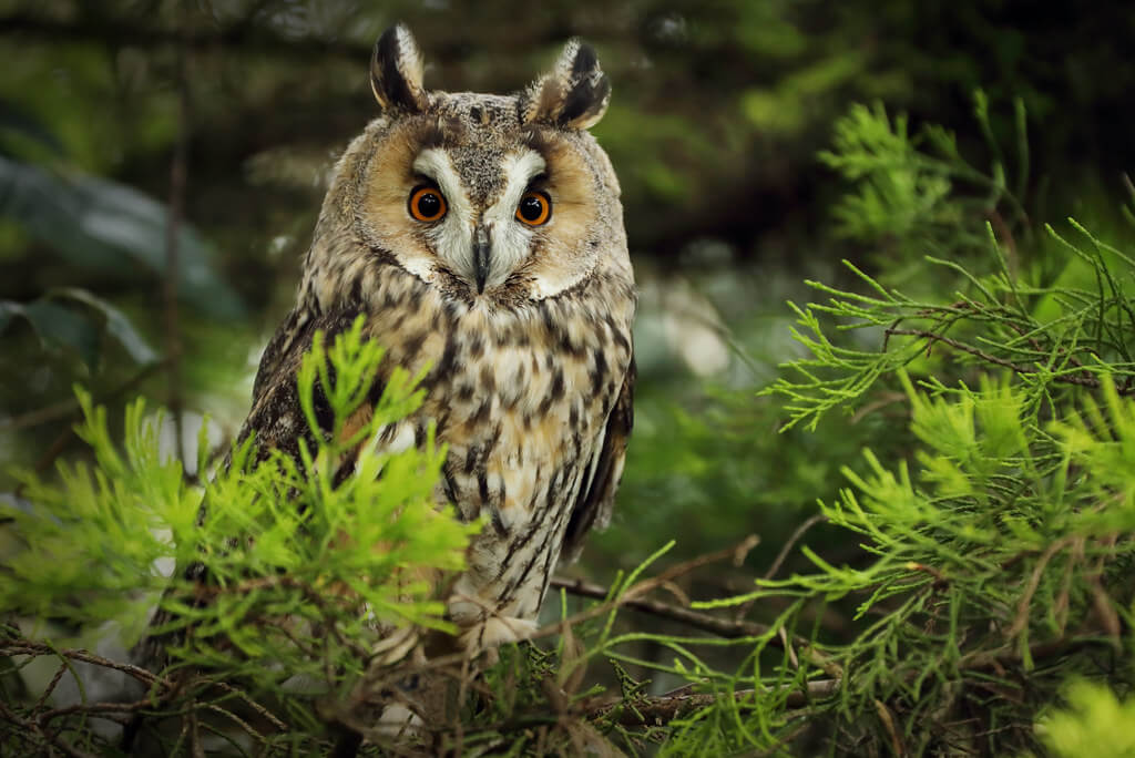 Charlie Marshall - Long-Eared Owl